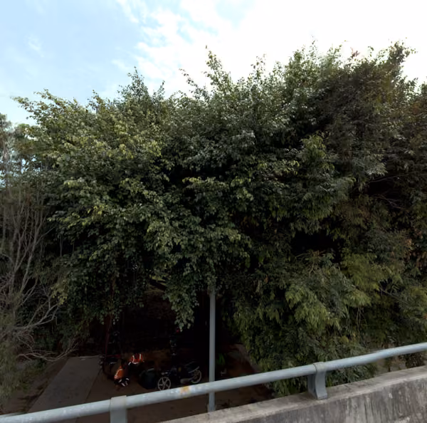tree photo