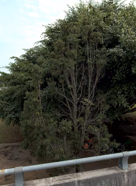 tree photo