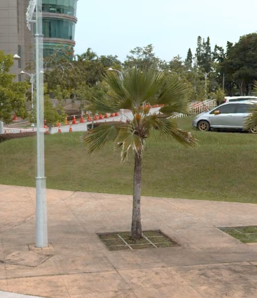 tree photo