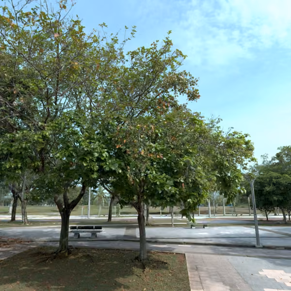 tree photo