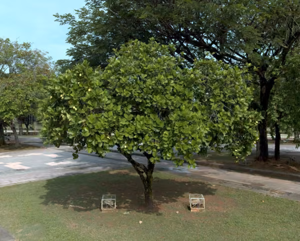 tree photo