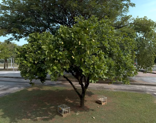 tree photo