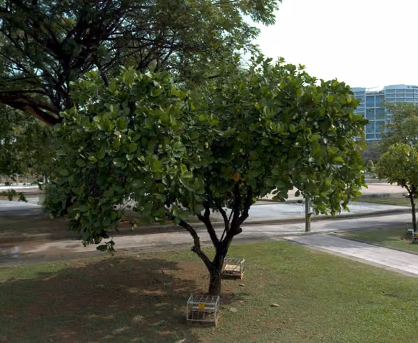 tree photo