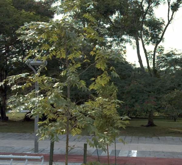 tree photo