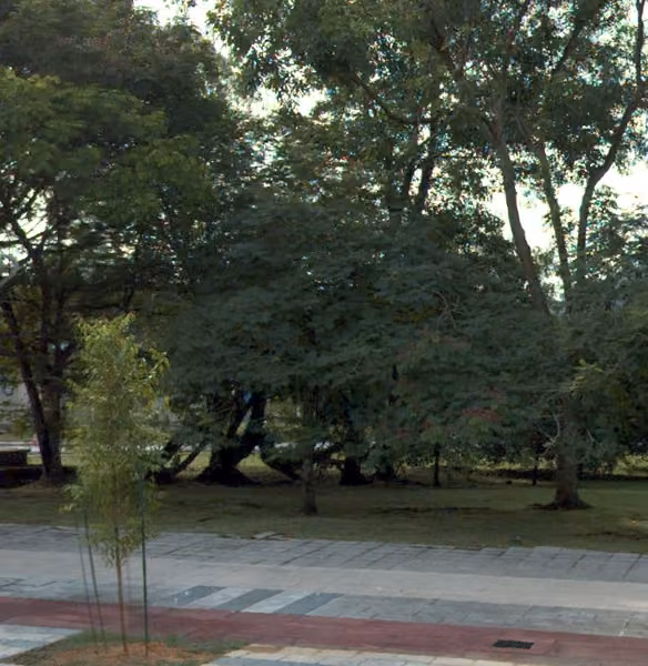 tree photo