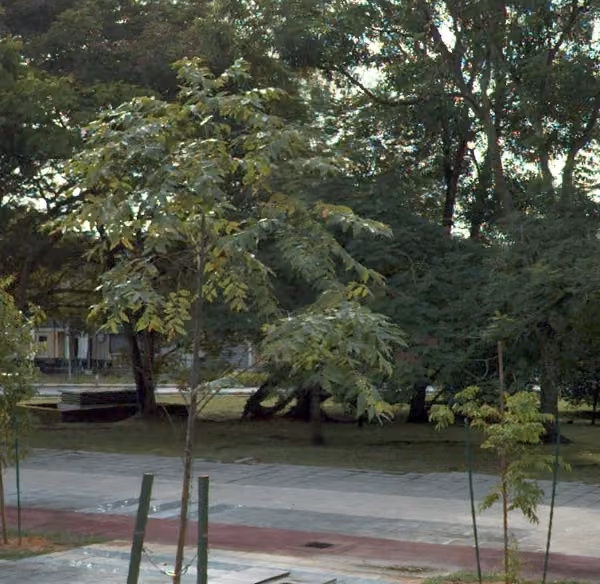 tree photo