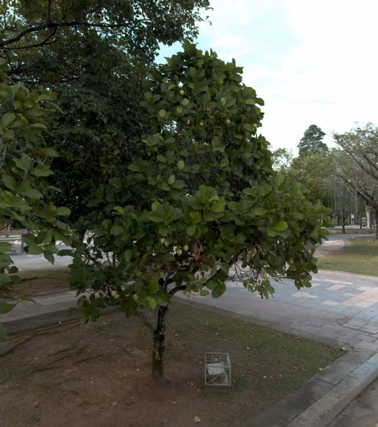 tree photo