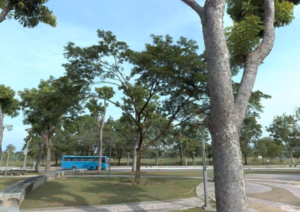 tree photo