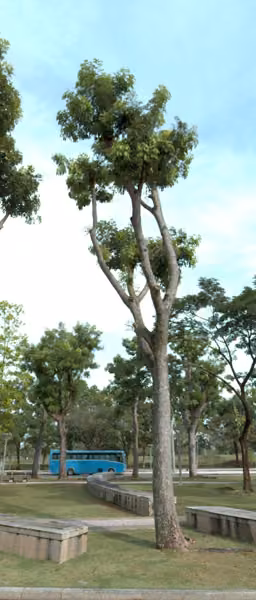 tree photo