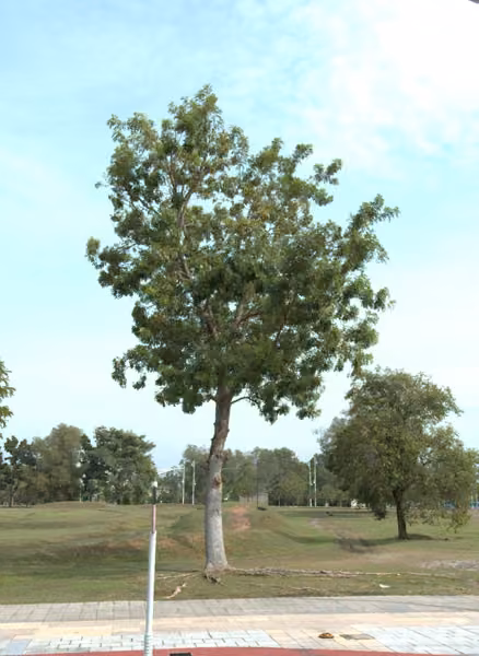 tree photo