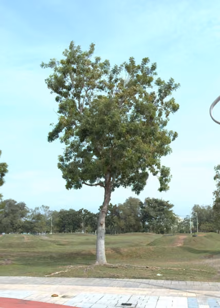 tree photo