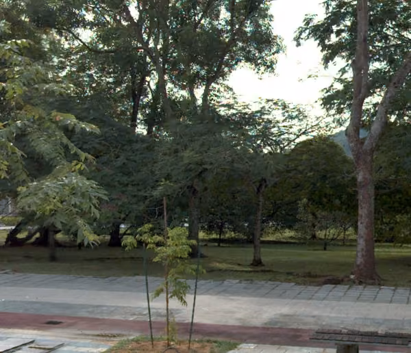 tree photo