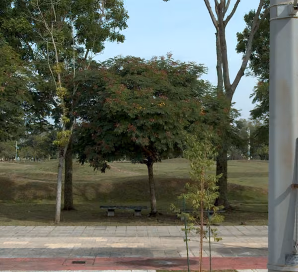 tree photo