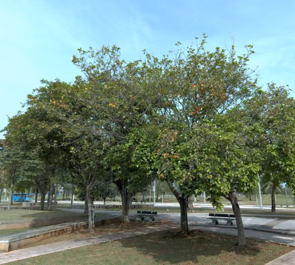 tree photo