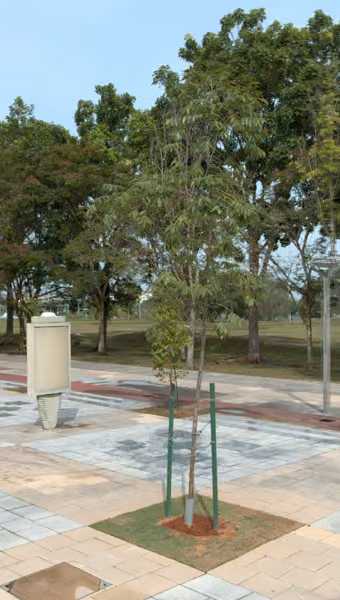 tree photo