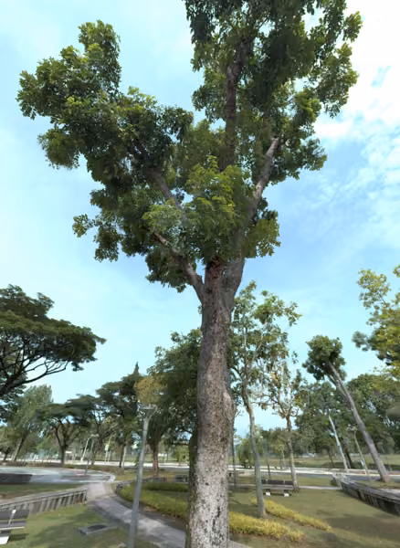 tree photo