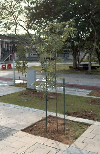 tree photo