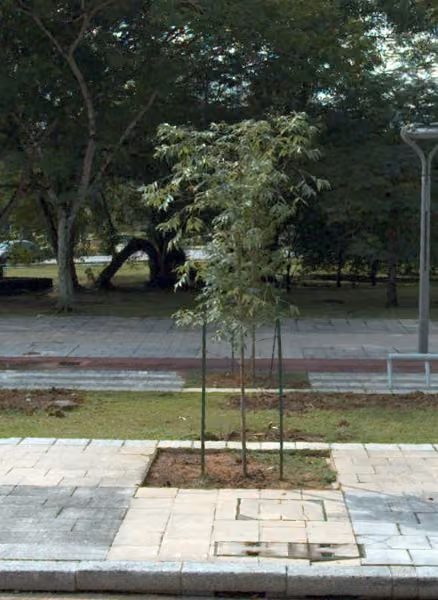 tree photo
