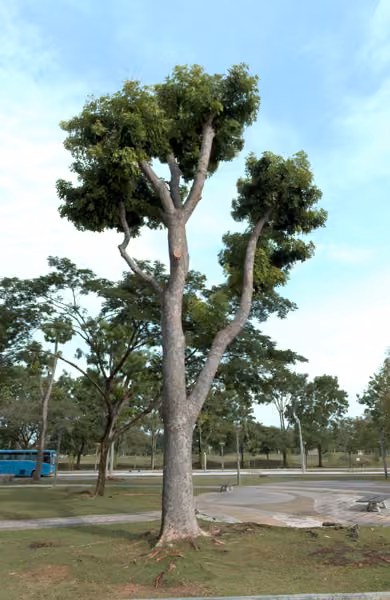 tree photo