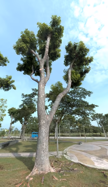 tree photo