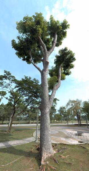 tree photo