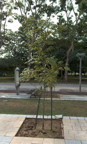 tree photo