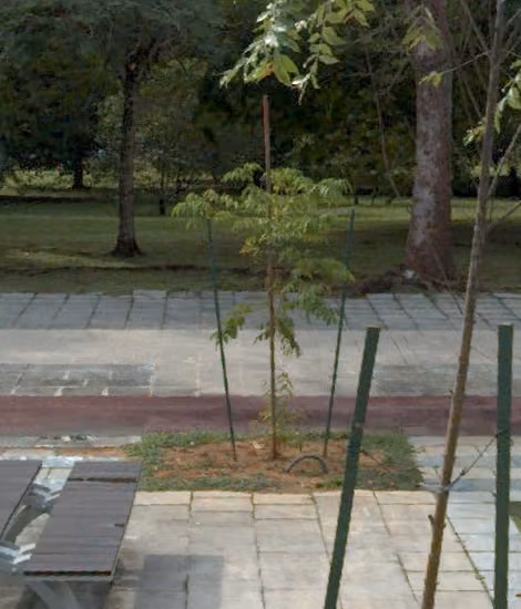 tree photo
