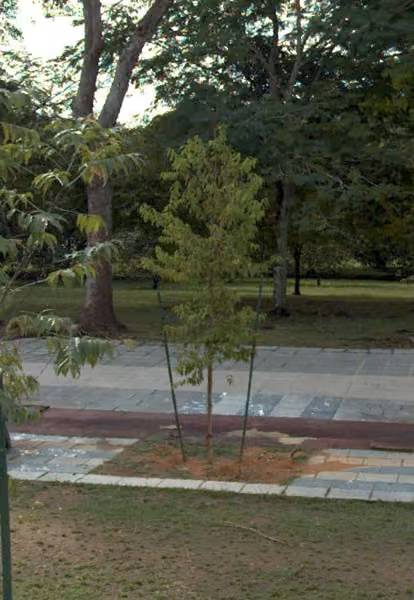 tree photo