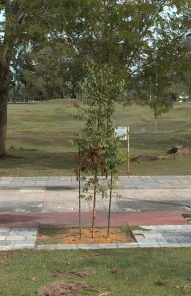 tree photo