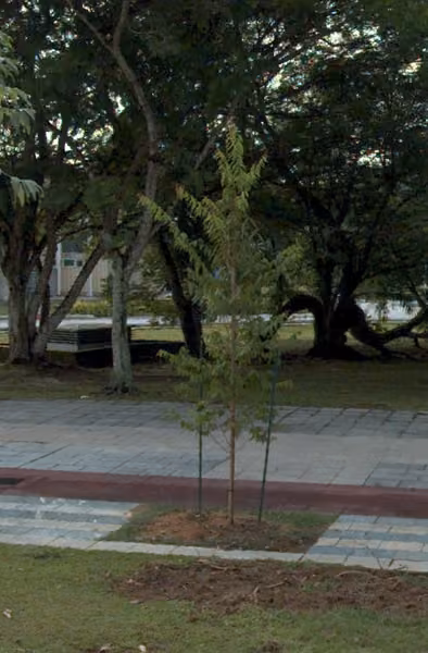 tree photo