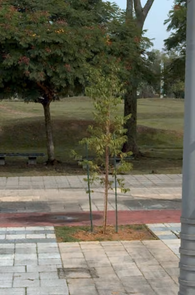 tree photo