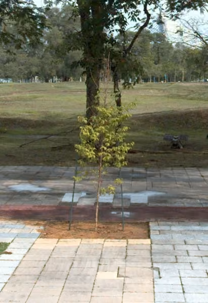 tree photo