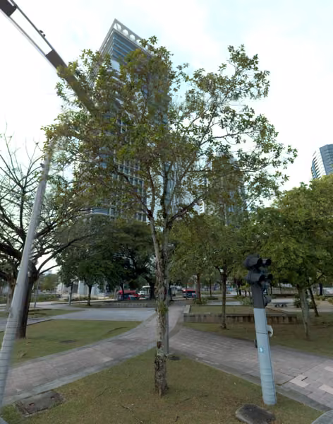 tree photo