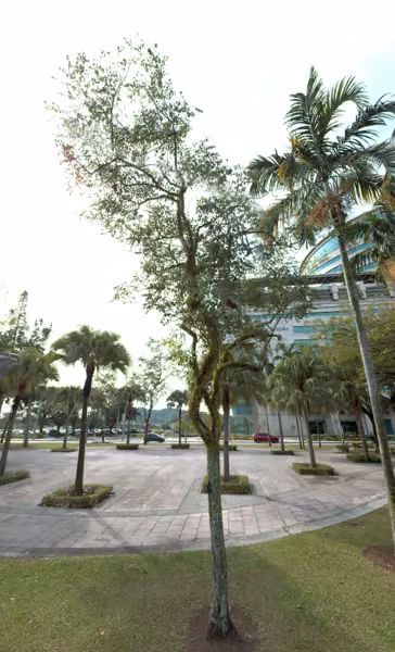 tree photo