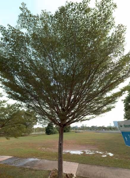 tree photo