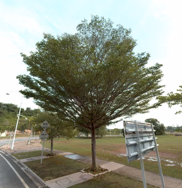 tree photo