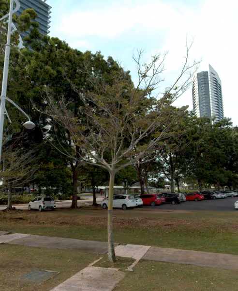 tree photo