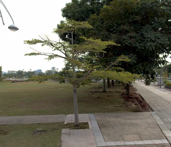 tree photo