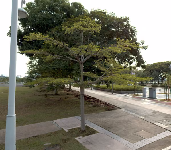 tree photo