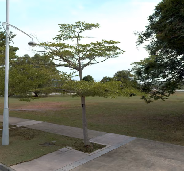 tree photo