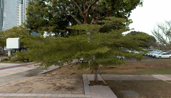 tree photo
