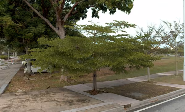 tree photo