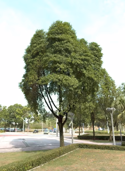 tree photo