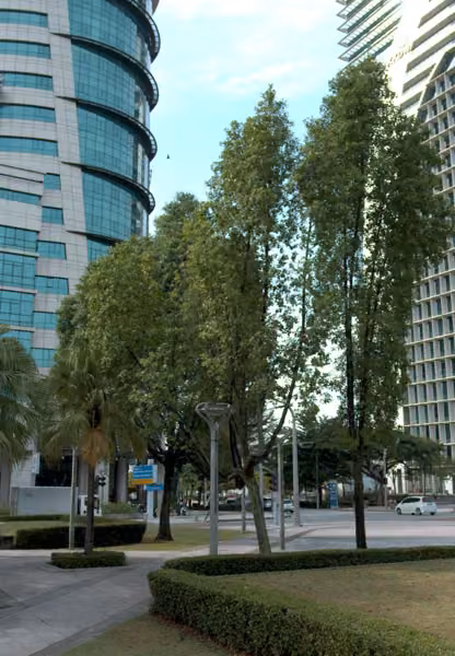 tree photo