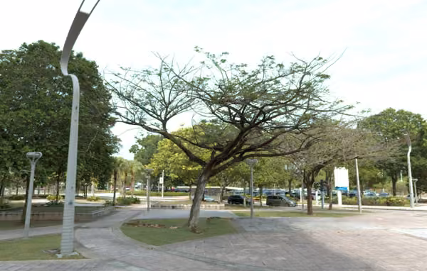 tree photo