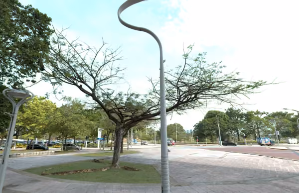 tree photo