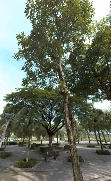 tree photo