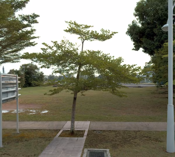 tree photo