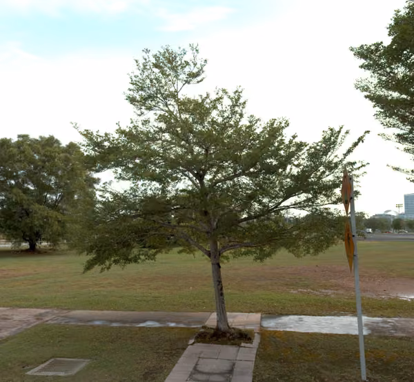 tree photo