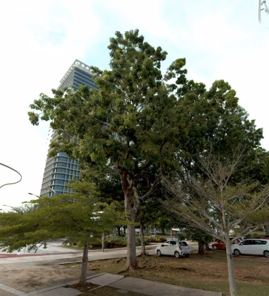 tree photo